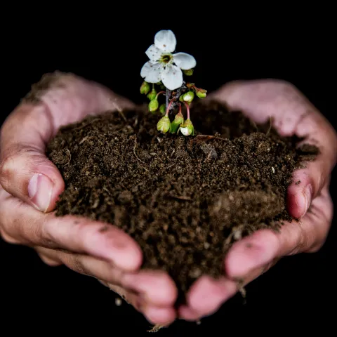 Two hands hold soil. In the soil there is a small plant with a white flower.