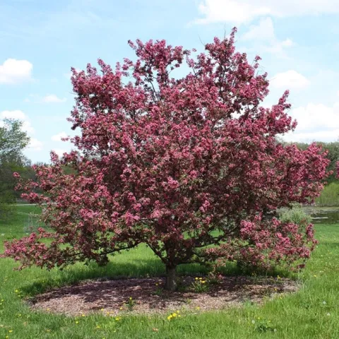Malus ‘Purple Prince’ crabapple