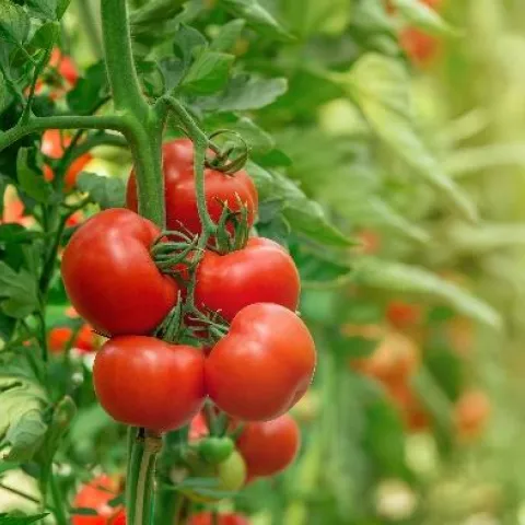 a bunch of red tomatoes grow on a green vine
