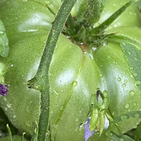 Terrific Tomatoes - Mission Viejo