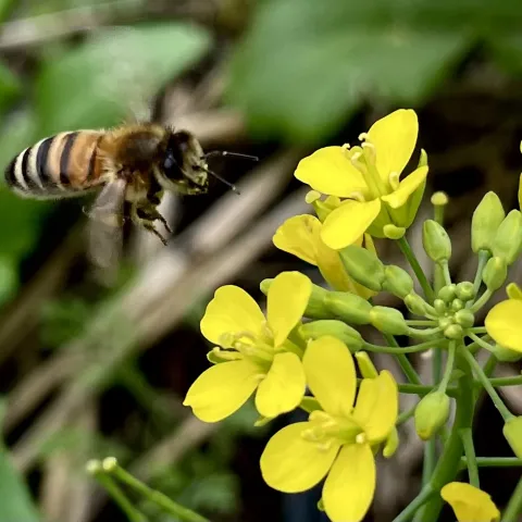 Bee on flower at Mission Farm