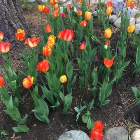 a bed of bright tulips at the base of a tree inside a rock ring