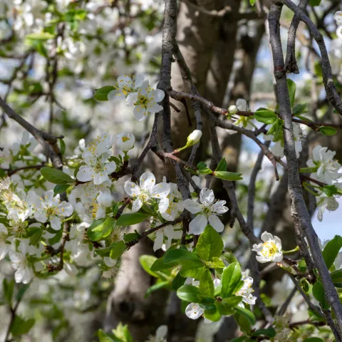 up close image of blossoms on a prune tree