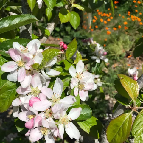 Apple blossoms