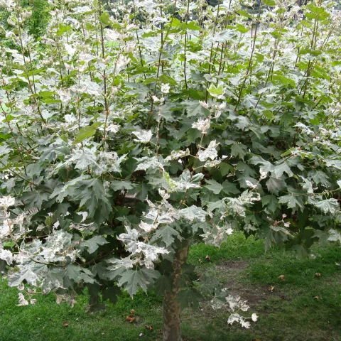 The green foliage of a small sycamore tree coated with fluffly, white patches of powdery mildew fungus.