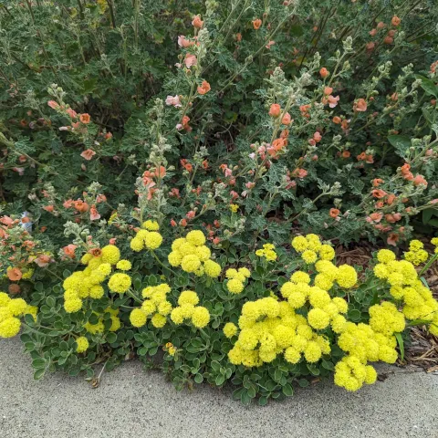 Desert Globemallow and Sulphur Flower