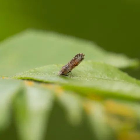 Adult Asian citrus psyllid on a green leaf