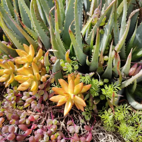 Variety of succulents in yellows and greens planted in the ground. 