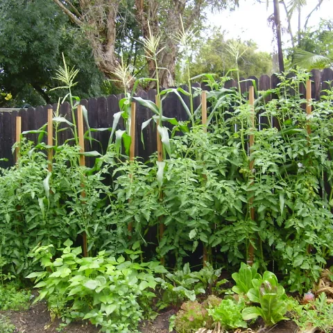 Corn plants held up by wooden posts, planted in front of a wooden fence.
