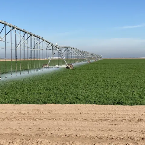Alfalfa field in Imperial Valley with a linear pivot irrigation system watering crops
