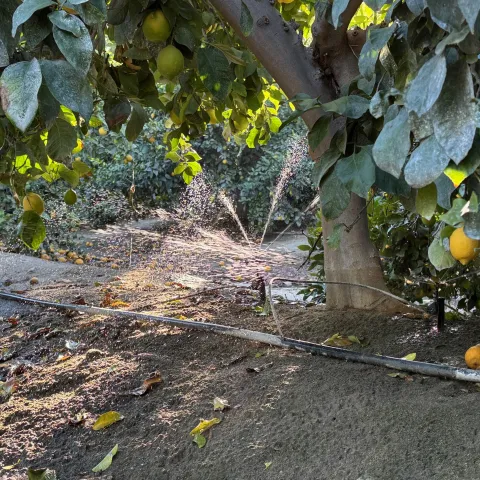 Lemons irrigated with fan jet micro sprinklers