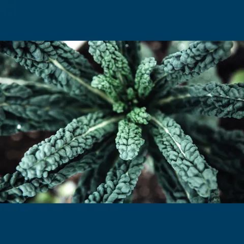 close up of kale crinkly leaves