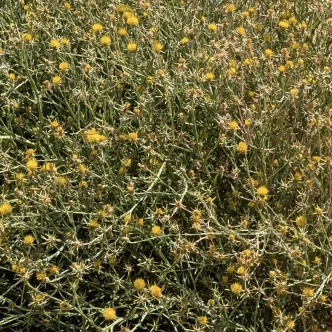A dense stand of spiny yellow starthistle plants with light green, spindly foliage and bright yellow flowers.