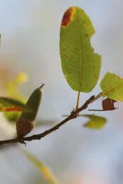 Quercus wislizeni: Interior Live Oak