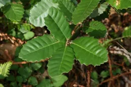 Lithocarpus densiflorus: Tanoak