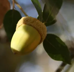 Quercus chrysolepis: Canyon Live Oak