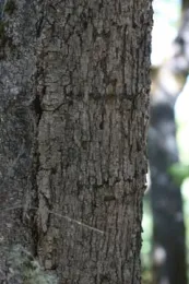 Quercus chrysolepis: Canyon Live Oak