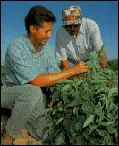 two men examining plant