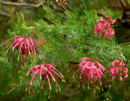 Grevillea