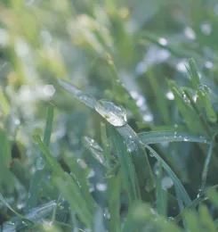 Wet_grass