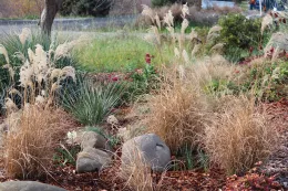 Showy dried Bloom stalks