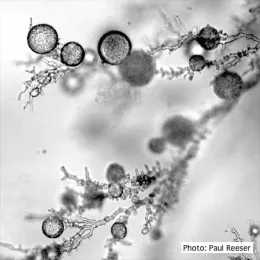 Phytophthora ramorum