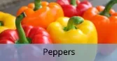 Peppers_Final
