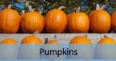 Pumpkins_Final