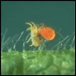 Spider mite control_150_border