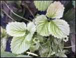 Strawberry IPM_150_border