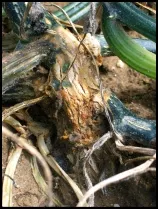 Fusarium_Pumpkin_Final