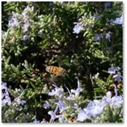 Rosemar and bee