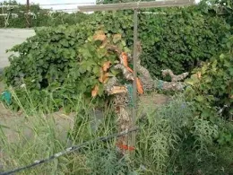 Perring PD Infected vine in CV