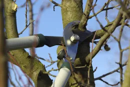 Best Time For Pruning Fruit Trees - How To Prune A Fruit Tree