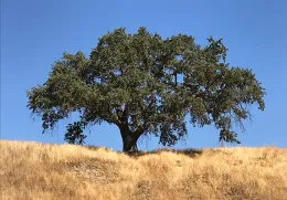 Photo: Creative Commons