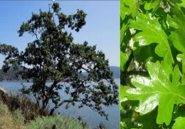 Photo: Creative Commons