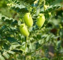 Learn how to grow pulses in your garden