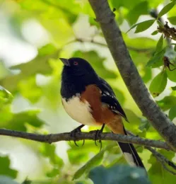 How to attract more birds to your garden