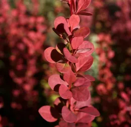 Sonoma County Super Star Shrubs