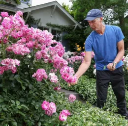 Tasks for your Sonoma County home garden