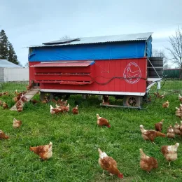pastured poultry around an eggmobile