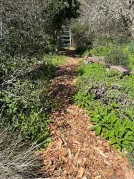 mulched garden path