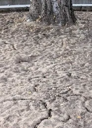 damaged, compacted soil