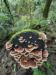 fungi on log