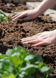 soil and hands
