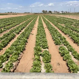 Rows of crop fields at the Desert Research and Extension Center.