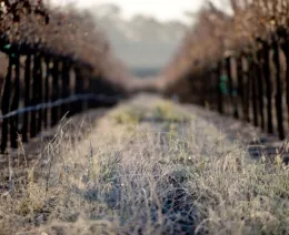 Frost preparation tips for the home gardener in Sonoma County
