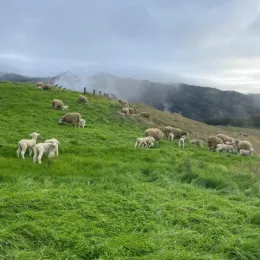 Lambs in a pasture at Hopland Research and Extension Center.”