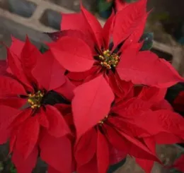 Tips for growing and maintaining Poinsettia plants