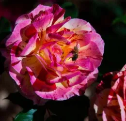 Tips for the best way to buy roses